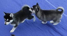 AKC Registered Siberian Husky Pups for more text us(256) 429-3395