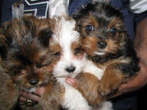 AKC registered Yorkie Puppies for Sale