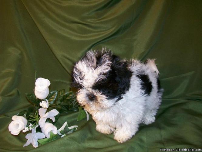 AKC Shih-Tzu Puppy Female - Price: $450.