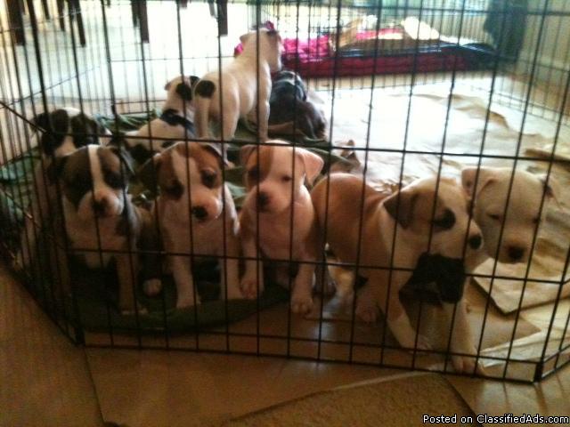 American Pitt Bull Terrier Puppies; Full Blooded - Price: 300.00