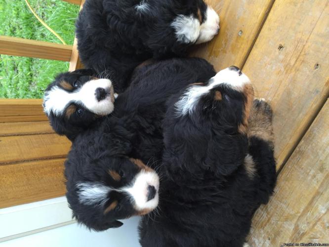 APRI Reg Bernese Mountain Dog Puppies!! Ready 5/08/2016