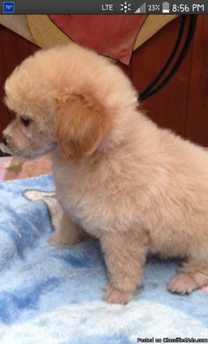 apricot male toy poodle