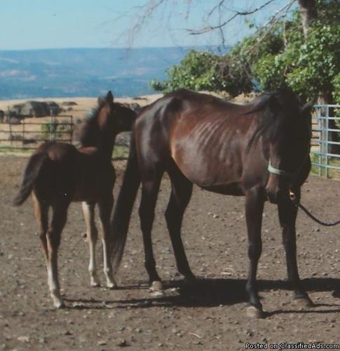 AQHA Black Bay Mare with Filly - Price: $1000