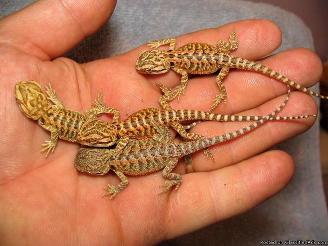 Baby Bearded Dragons for Sale - Price: $35 each