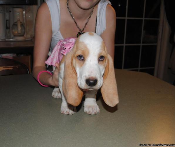 Basset Hound Pups Forsale - Price: 300.00