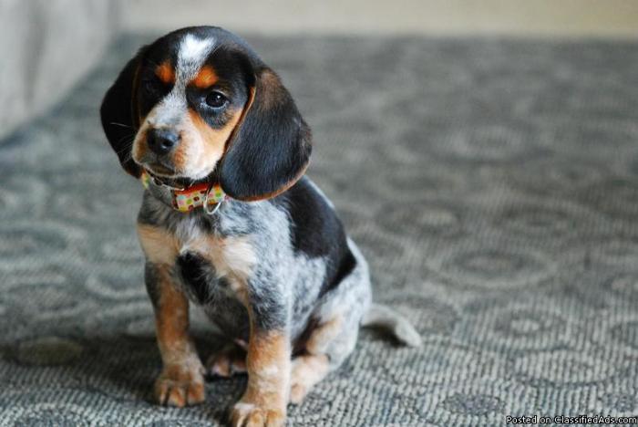 beagle puppies blue tic