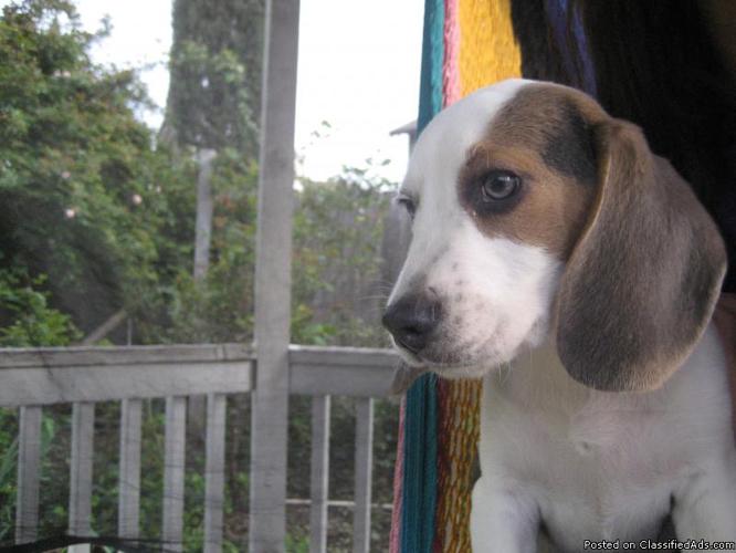 beagle puppies - Price: 300.