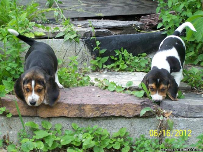 Beagle Puppies - Price: 350