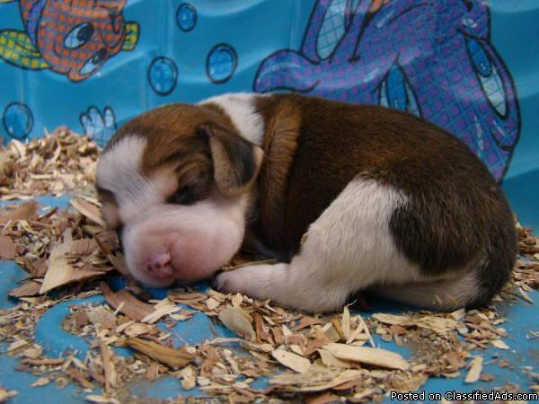 Beagle Puppies, Purebred - Price: $300
