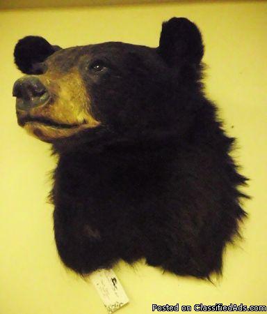 Bear head mount - Price: 300