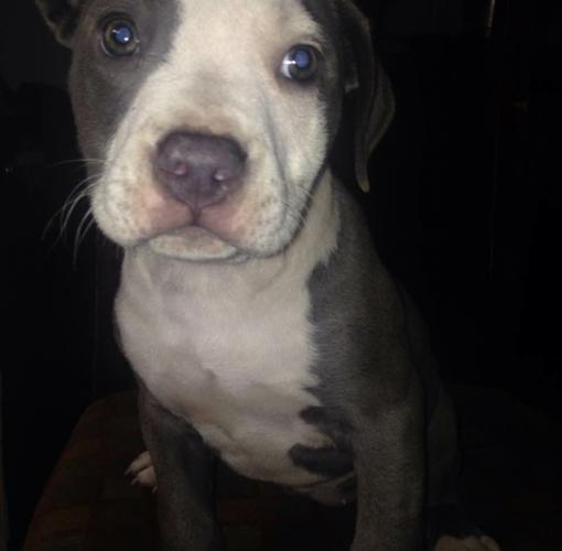 beautiful bluenose puppy 4 sell
