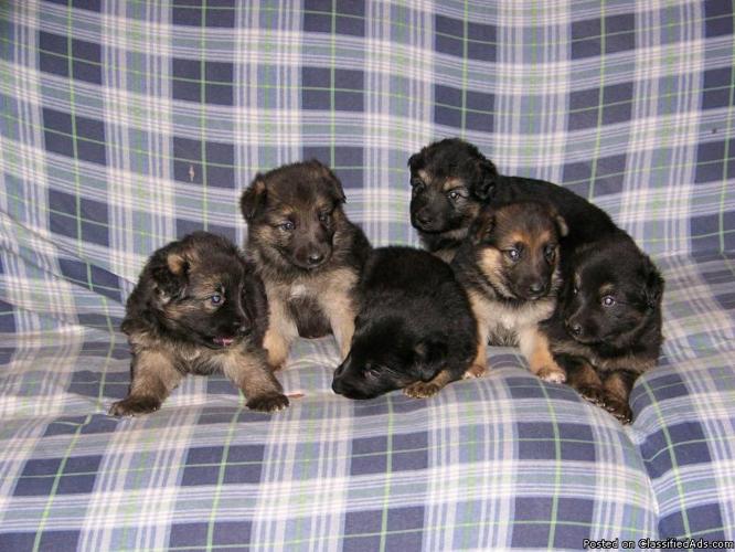Beautiful German Shepherd Puppies - Price: $700.00