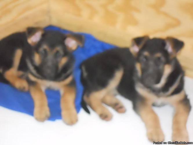 Beautiful German Shepherd Puppies - Price: 700.00