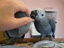 Beautiful male and female Congo African Grey parrots