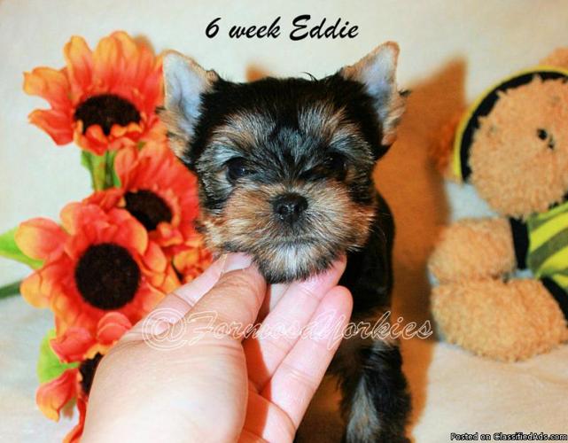 Beautiful Quality AKC Male Yorkie Puppy*Never Caged or kenneled*Eddie - Price: 1500