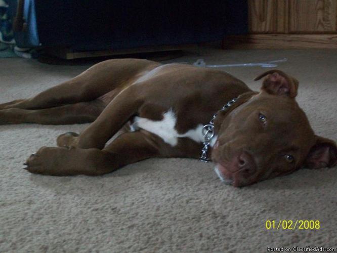 Beautiful Redish Brown Rednose Pitbull Puppy (Female) About 3 Months Old - Price: 250
