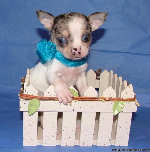 Beautiful White and Merle Chihuahua Puppy with blue eyes! - Price: 450.00