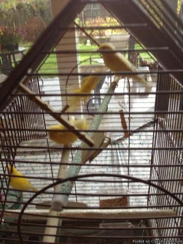 Beautiful young Canaries. 4- 3 female and 1 male - Price: $50.00 EACH