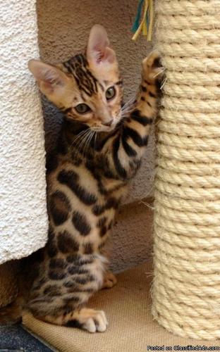 Bengal kittens 8 weeks old available