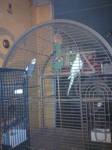 bird,cage,and supplies for sale - Price: $600 obo
