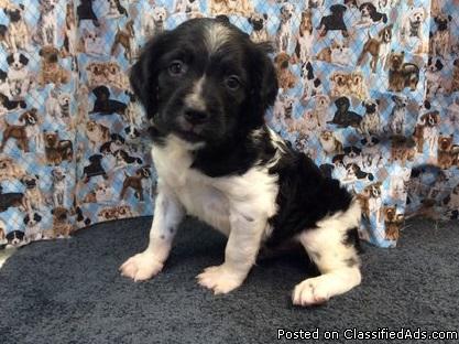 black and white AKC male Brittany pups