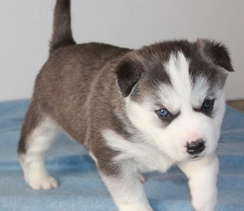Blue Eye Siberian Husky Puppies Now Ready!