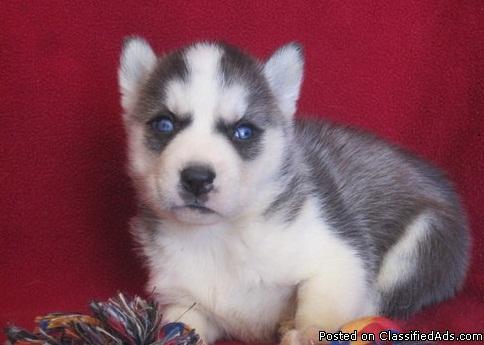 Blue Eye Siberian Husky Puppies