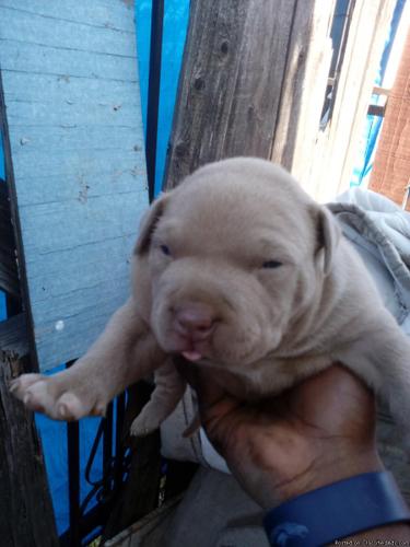 Blue nosed pit bull male
