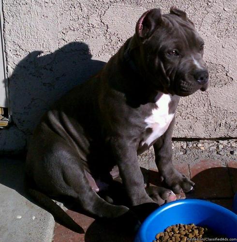 Blue Pit Bull puppy, top quality. - Price: $300