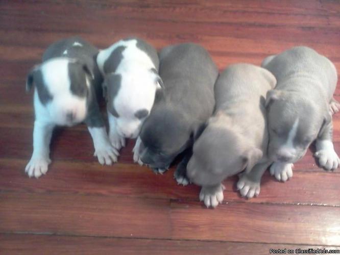 blue pitbull puppies A D B A . register for sale