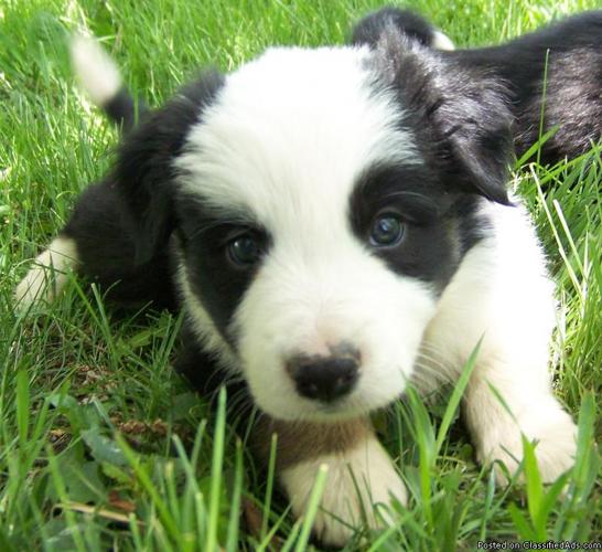 Border Collie Male Puppy--8 weeks old