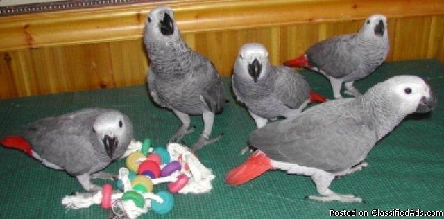 Both Male and Female African Grey Parrots for Sale!