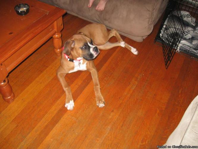Boxer 8 months old - Price: 200.00