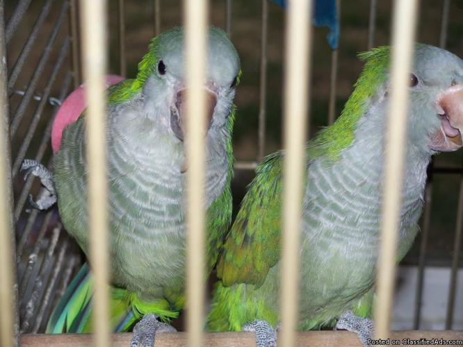 Breeding Quaker Parrots - Price: $1