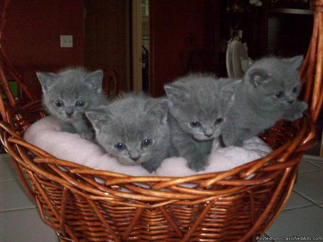 British Shorthair Kittens Blue Females