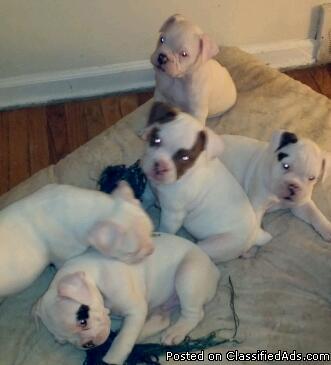 Bulldog Puppies - Price: $700