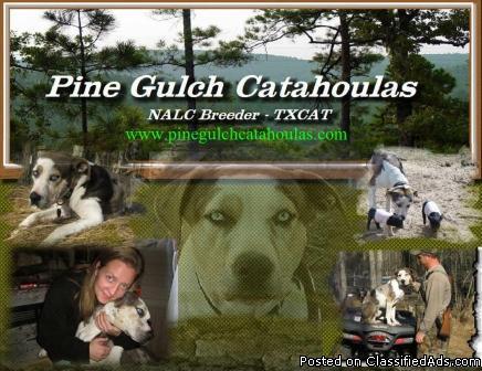 Catahoula Puppies - Registered / www.PINEGULCHCATAHOULAS.com - Price: 400