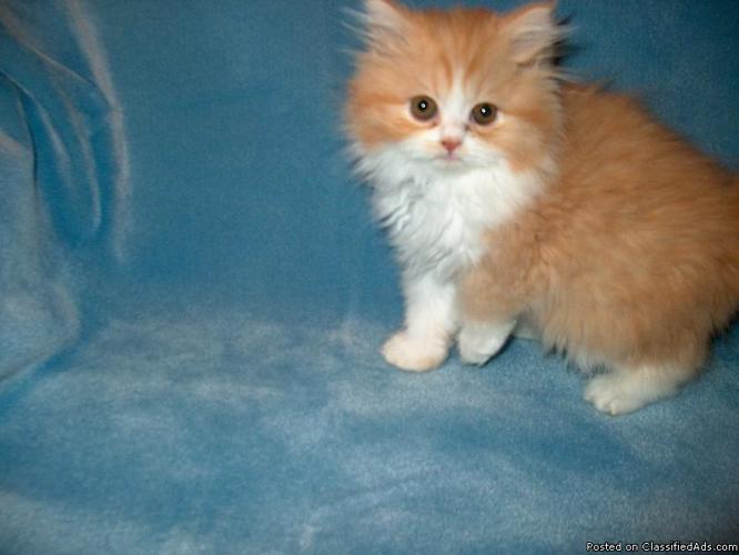 CFA PERSIAN KITTENS $400 Fluffy, Sweet, Adorable!