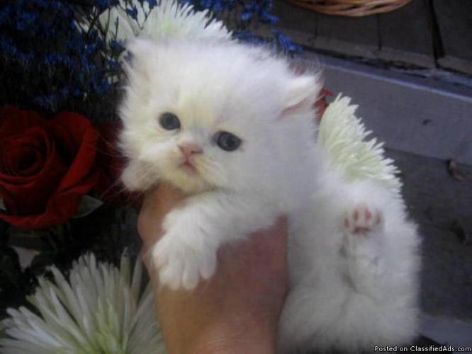 CFA Persian kittens available