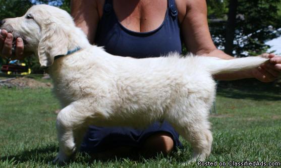 Champion lineage AKC registered European Cream Golden Retriever puppies. Top of the line!!! - Price: 1800