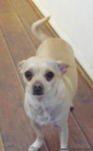 Chihuahua looking for a good home. Male/fixed. 4 yrs old.