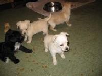 chihuahua /poodle - Price: $250.