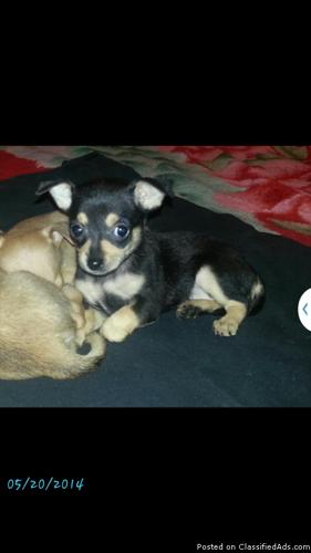 Chihuahua puppies for sale $200 1 male and 2 females