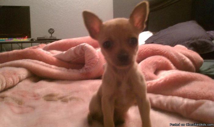 Chihuahua puppies for sale $225 - Price: 225