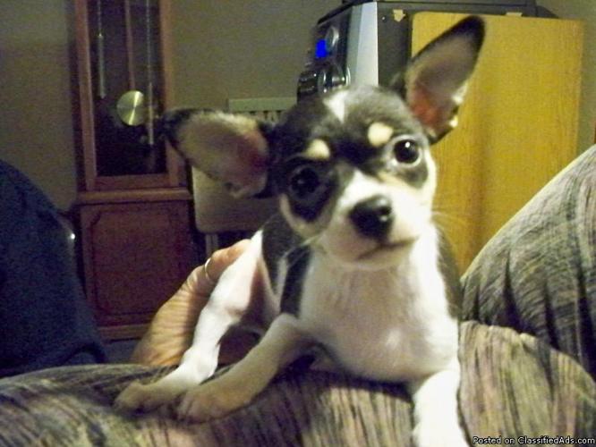 Chihuahua Puppies - Price: 400.00 OBO