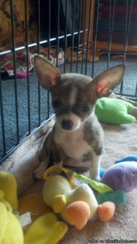 Chihuahua Puppies! Ready to go! - Price: Varies by pup