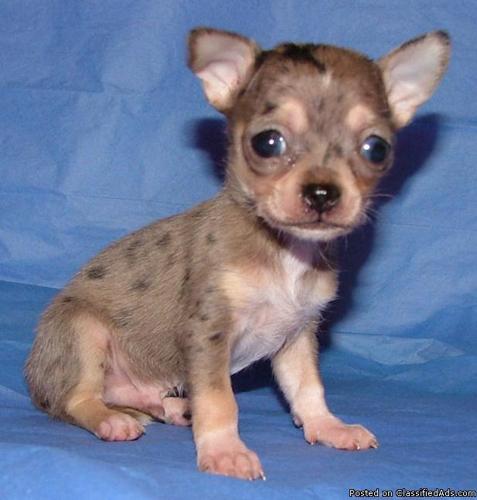 Chihuahua Puppy, blue merle with blue eyes, runt of the litter! - Price: 550.00