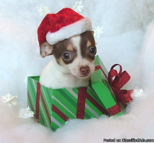 Chihuahua puppy male AKC papers white and brown - Price: 695.00