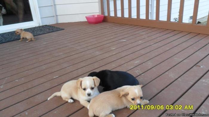 Chihuahua/Dachund Puppies for sale - Price: 250
