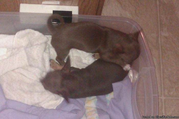 Chocolate Chihuahua Puppies - Price: 300.00 price is nego